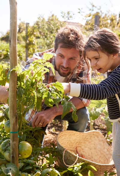 Ein Vater kniet vor einer Tomatenpflanze im Garten und zeigt seiner jungen braunhaarigen Tochter etwas an dieser Pflanze.